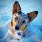 Australian Shepherd Corgi Mix: Augie Breed Info (With ...