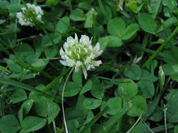 It is very persistent in pastures, withstands close grazing, and is the least productive of the white clovers. Is This Plant A Weed Garden University Of Minnesota Extension