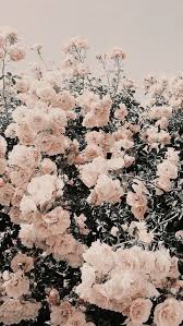 Discover short videos related to pretty aesthetic flowers on tiktok. Nature Pink And Flowers Image 7884685 On Favim Com