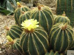 Balloon cactus' are gorgeous plants that looks good both indoors and outdoors. Parodia Magnifica Balloon Cactus World Of Succulents