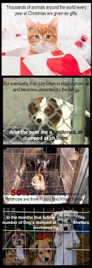 Please Share To Raise Awareness Pets Animal Abuse Animal Shelter