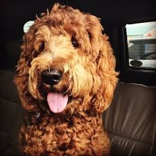 Maybe you would like to learn more about one of these? 4e Kennels 3711 Jayco Rd Pahrump Nv Mapquest