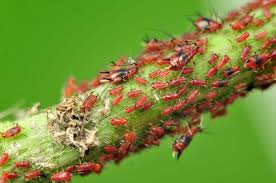 This mechanical process is enough to drown and kill most small bugs. How To Get Rid Of Aphids