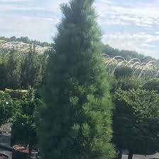 Plant named after joe cesarini of maryland. Pinus Strobus Stowe Pillar From Nvk Nurseries
