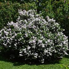 Check spelling or type a new query. Miss Kim Lilac Syringa Patula Miss Kim In Burlington Waterdown Dundas Ontario Ontario On At Connon Nurseries
