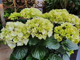 Hydrangea mac flamingo black steel. Hydrangea Black Steel White Garden Hydrangeas Van Klaveren Plant