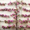 Find out how to espalier fruit trees below. 1