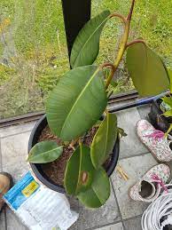What kind of soil do rubber plants need? Please Help Is My Rubber Plant Dying Indoorgarden