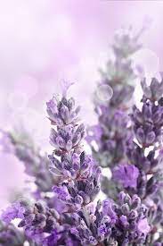 34 Uses For Lavender Essential Oil All Things Mamma Lavender Flowers Lovely Lavender Purple Flowers
