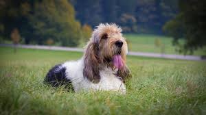 Image result for malý vendéeský hrubosrstý honič