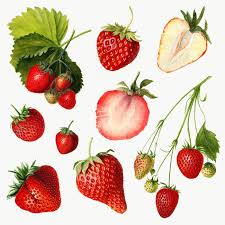 download premium png of hand drawn natural fresh strawberries illustration how to draw hands strawberry strawberry art