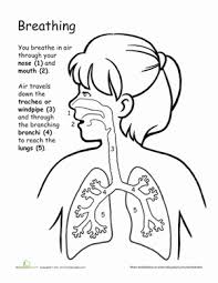 How We Breathe Awesome Anatomy Worksheet Education Com Human Body Activities Human Body Science Human Body Systems