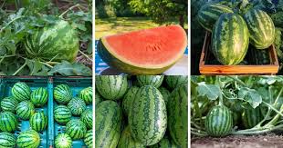 Check spelling or type a new query. 10 Best Kinds Of Watermelon And How To Cultivate Them Diy Crafts
