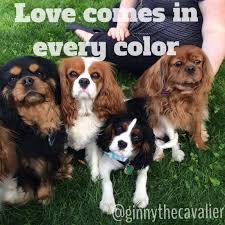Love Comes In Every Color The Cavalier King Charles Spaniel Black Tan Blenheim Tri Color Ruby King Charles Cavalier Spaniel Puppy