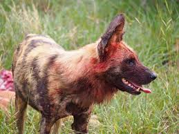 Maybe you would like to learn more about one of these? African Wild Dog After A Kill Picture Of Andbeyond Kirkman S Kamp Sabi Sand Game Reserve Tripadvisor