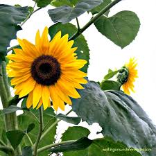 However, if you've been given your seeds or have no instructions, here's my big top tip for sowing any sunflower seed, be it inside or outside, in a pot. 5 Tips On How To Grow Sunflowers In Your Garden Walking On Sunshine