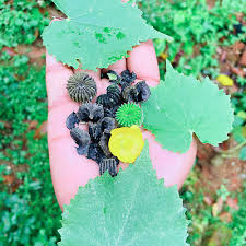 Image result for Abutilon indicum