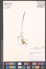 Image result for Anthephora pungens