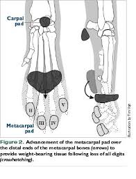 Experts agree that carpal tunnel syndrome typically causes numbness, tingling, and weakness in your wrist and hand. Reconstructing Weight Bearing Surfaces Digital Pad Transposition Vetfolio