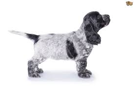 Cockalier (cocker spaniel / cavalier king charles spaniel) puppies for sale, we carry variety breed from toy to large breeds here. Cocker Spaniel Dog Breed Facts Highlights Buying Advice Pets4homes