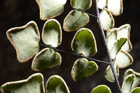 Image result for Pellaea boivinii