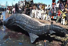 The Biggest Fish Book Biggest Fish In Pakistan Karachi Sea 01 Whale Shark Whale Shark