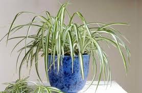 Image result for Chlorophytum amplexicaule