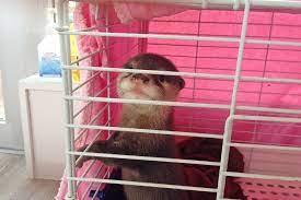 Below is a list of cities in florida where fromm family foods artisan pet food and treats are sold through independent and locally owned stores. Exotic Animal Cafes Featuring Otters Lizards And Owls Raise Alarms Scientific American