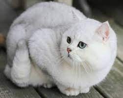 british chinchilla cat kitten pictures cats beautiful cats
