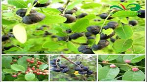 Kumpulan gambar dengan kualitas bagus dan keren banget. Dianggap Tanaman Liar Tak Disangka Buah Tinta Memiliki Banyak Manfaat Diantaranya Untuk Kanker Sriwijaya Post