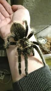 My Curly Hair Tarantula Brachypelma Albopilosum Named Babyliss On Tour Tarantula Spiders Scary A Bug S Life