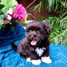 We believe in breeding the highest havanese puppies possible so that the havanese puppy is everything it is. Myhavanesepuppy Com Myhavanesepuppy Com