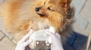 If you are not able to bandage your dog´s wound, an elizabethan collar will also prevent your dog from licking on the wound. Found A Cut Or Scrape On Your Pup Treat It At Home