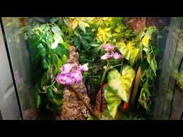 Zoomed Paludarium Review Youtube