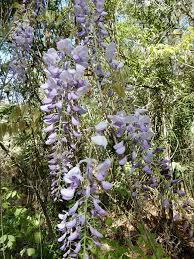 Maybe you would like to learn more about one of these? Five Facts Wisteria In Florida Florida Museum Science
