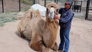 10 exercises to get rid of. Meet Kenji A Bactrian Camel