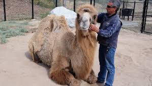 The meaning of camel is brand of cigarettes. Meet Kenji A Bactrian Camel