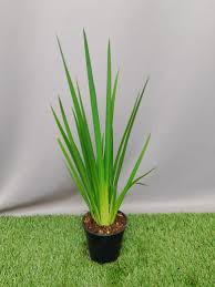 Image result for Dietes