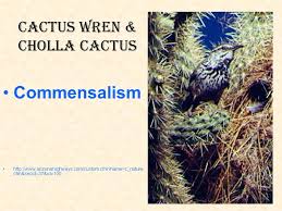Recipes that include cholla cactus buds. The Relationship S Between Organisms Within An Eco System Ppt Video Online Download