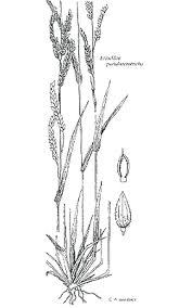 Image result for Eriochloa procera