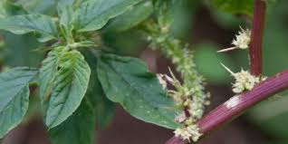 We did not find results for: Resep Herbal Radang Tenggorokan Bayam Duri Bandotan Jambu Mede Deherba Com