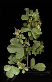 Image result for Searsia rehmanniana