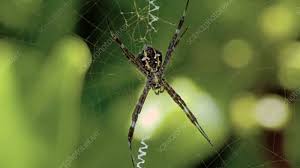 1980 x 1080 hawaii / martin clunes islands of america series 1 1of4 hawaii 1080p hdtv x264 aac mvg. Hawaii Garden Spider Stock Video Clip K003 1980 Science Photo Library