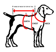 Giving you all the information you need about this fascinating breed. What S Your Dog S Size Fair Dinkum Dogs
