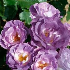 From one man's vision david austin roses has gone on to breed a collection of roses renowned across the world. Blue For You Pejamblu