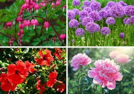 Spring in the perennial garden. The 30 Prettiest Perennial Flowers Home Stratosphere