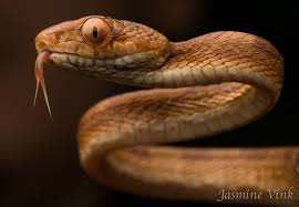 Pin On Snakes