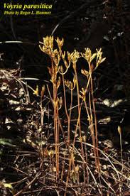 Image result for Voyria