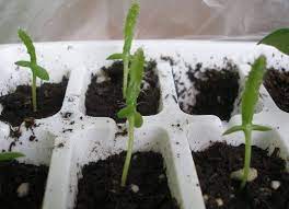 Grow Dragon Fruit Cactus From Seeds How To Grow Dragon Fruit Dragon Fruit Cactus Dragon Fruit Plant