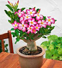 Kunci jawaban kelas 3 sd. Salut Suer Comp Tanaman Hias Bunga Dan Daun Beserta Ciri Cirinya